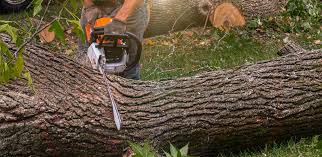 Best Tree and Shrub Care  in Claysburg, PA