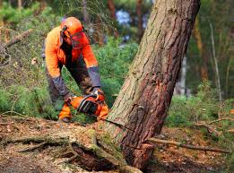 Best Lawn Maintenance Plans  in Claysburg, PA