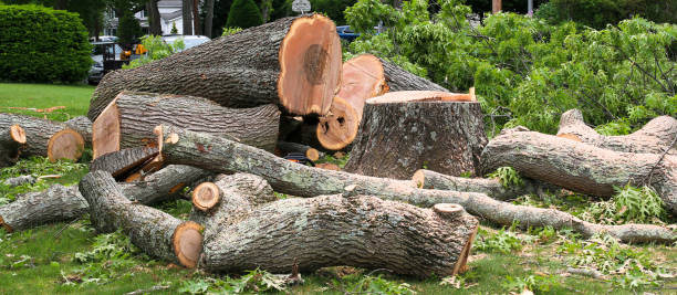 Best Lot and Land Clearing  in Claysburg, PA