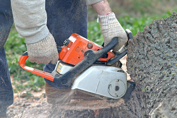  Claysburg, PA Tree Care Pros