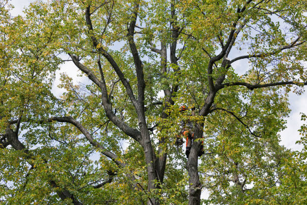 Best Tree Risk Assessment  in Claysburg, PA